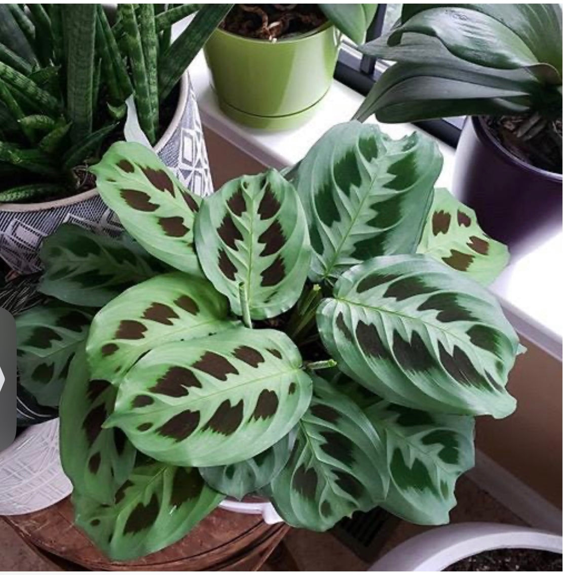 Maranta “Rabbit’s Foot” Prayer Plant