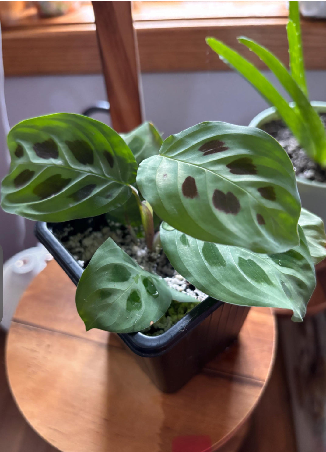 Maranta “Rabbit’s Foot” Prayer Plant