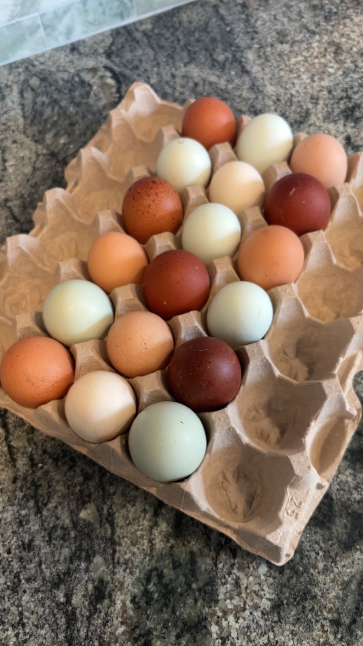 1 Dozen Free-Range Fertile Chicken Eggs