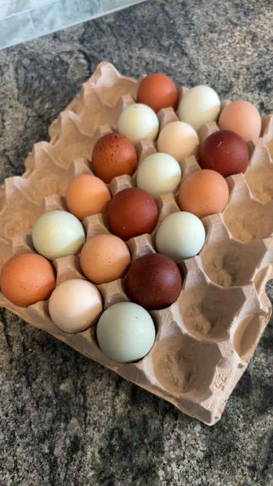 1 Dozen Free-Range Fertile Chicken Eggs