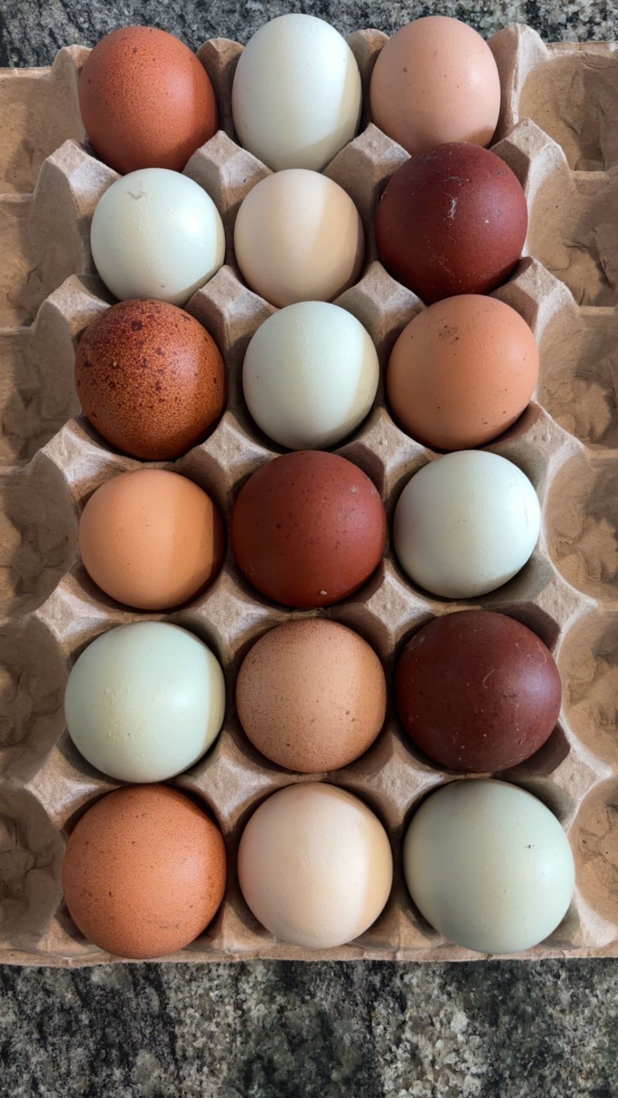 1 Dozen Free-Range Fertile Chicken Eggs