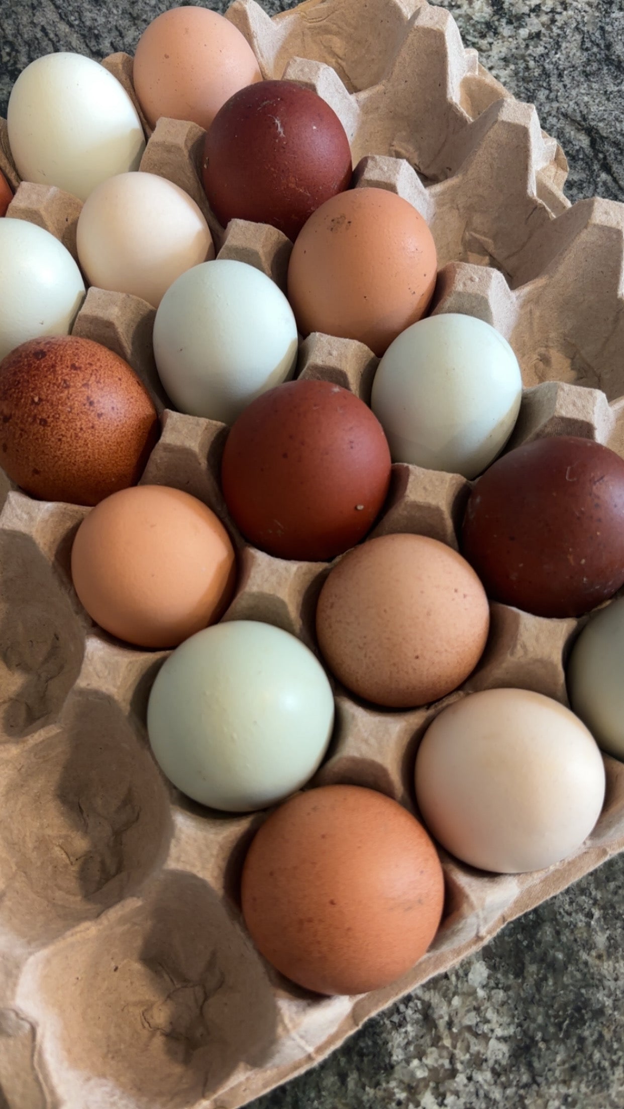 1 Dozen Free-Range Fertile Chicken Eggs