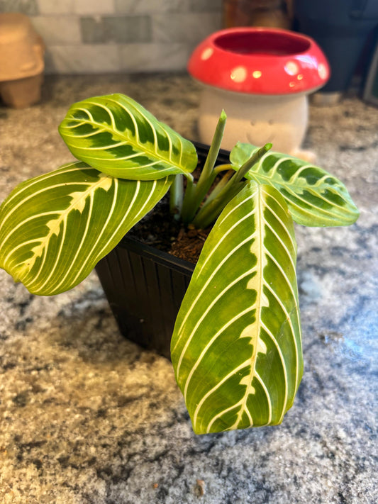 Lemon Lime Prayer Plant (Maranta leuconeura)