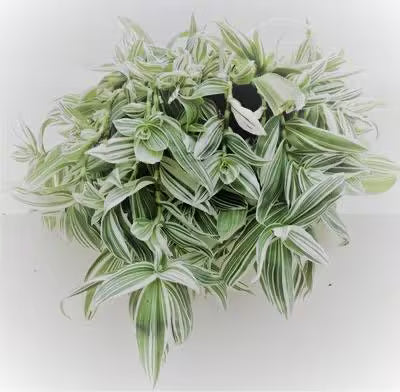 Tradescantia fluminensis 'White Stripe'