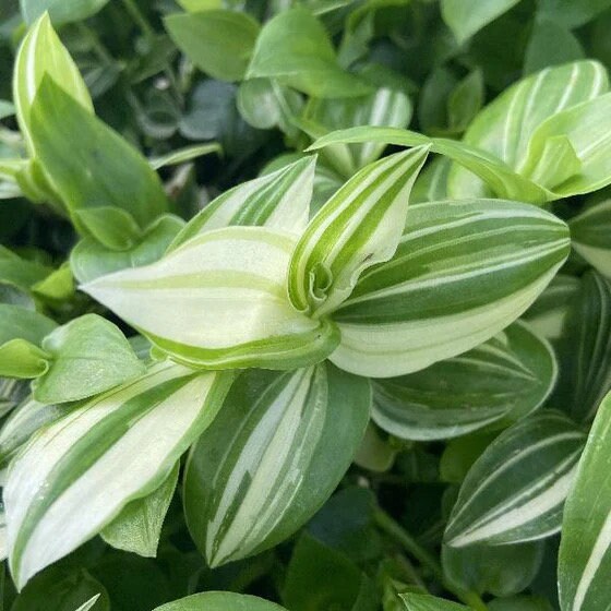 Tradescantia fluminensis 'White Stripe'